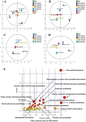 Comprehensive metabolic analyses provide new insights into primary and secondary metabolites in different tissues of Jianghua Kucha tea (Camellia sinensis var. assamica cv. Jianghua)